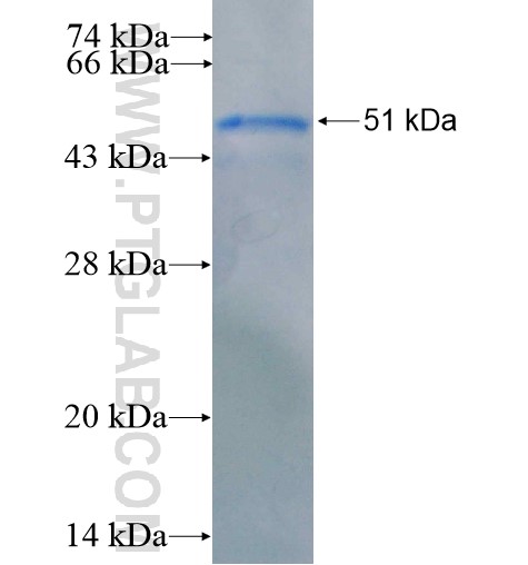 YBX1 fusion protein Ag14129 SDS-PAGE