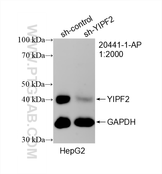 WB analysis of HepG2 using 20441-1-AP