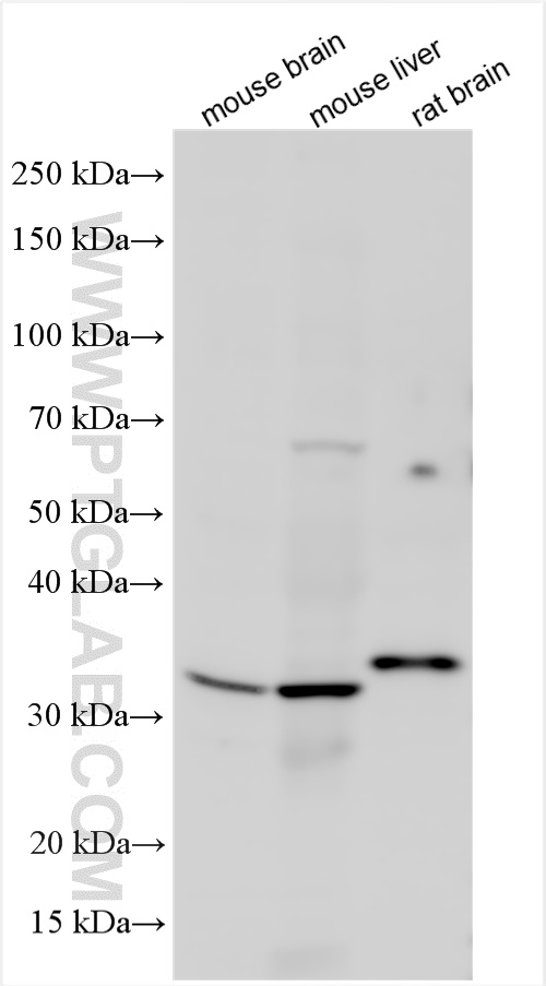 WB analysis using 12931-1-AP