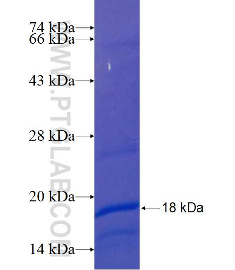 YIPF7 fusion protein Ag16554 SDS-PAGE YIPF7 fusion protein Ag16554 SDS-PAGE