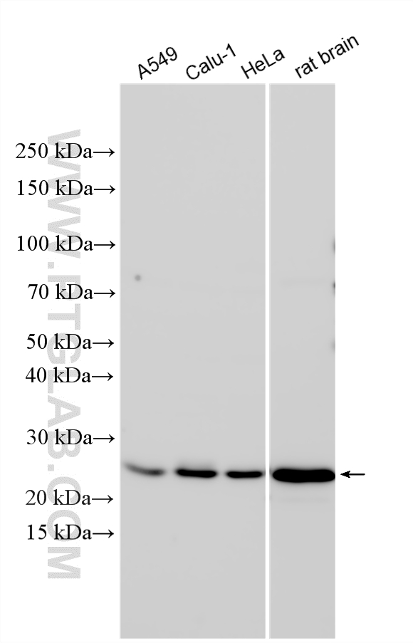 WB analysis using 33685-1-AP