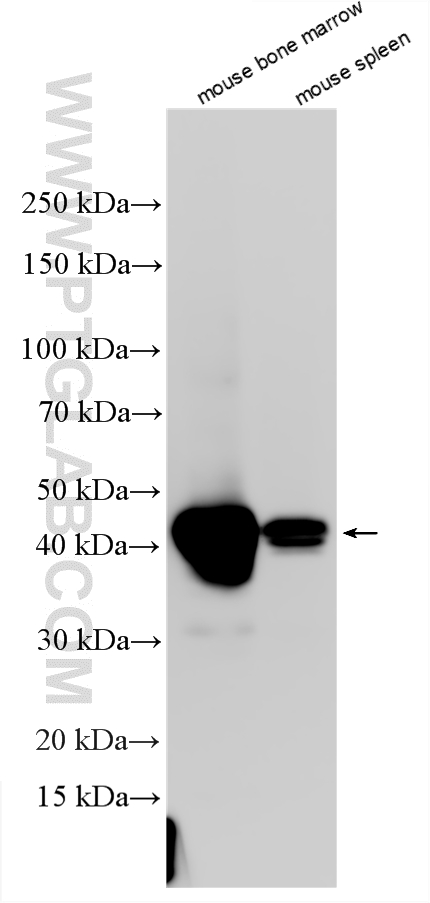 WB analysis using 33153-1-AP