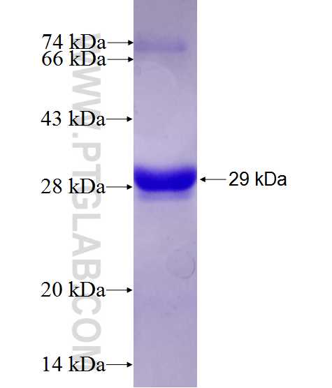 YME1L1 fusion protein Ag27296 SDS-PAGE