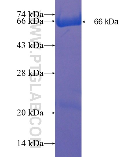 YOD1 fusion protein Ag21844 SDS-PAGE