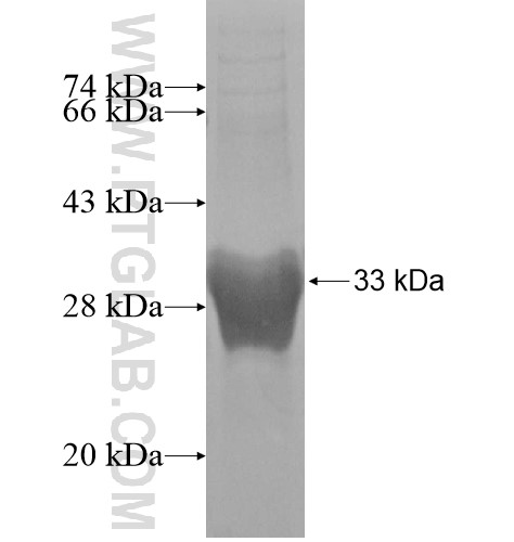 YPEL4 fusion protein Ag11452 SDS-PAGE YPEL4 fusion protein Ag11452 SDS-PAGE