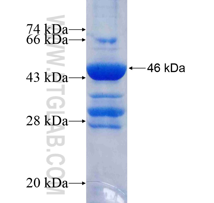 YSK4 fusion protein Ag11423 SDS-PAGE