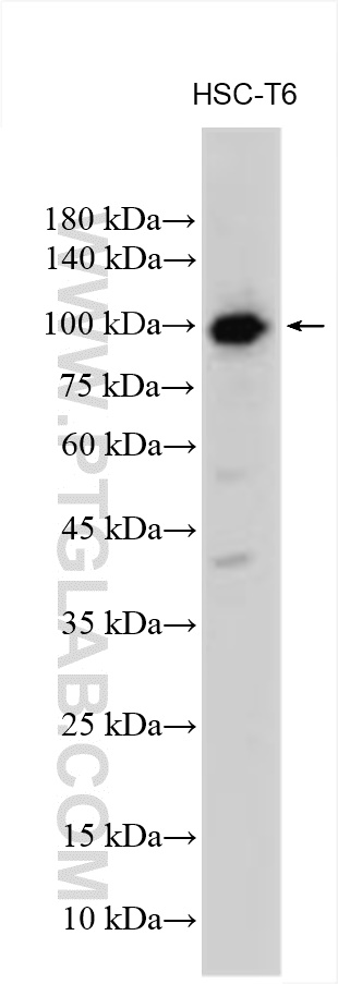 WB analysis using 29441-1-AP
