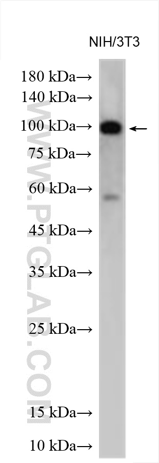 WB analysis using 29441-1-AP