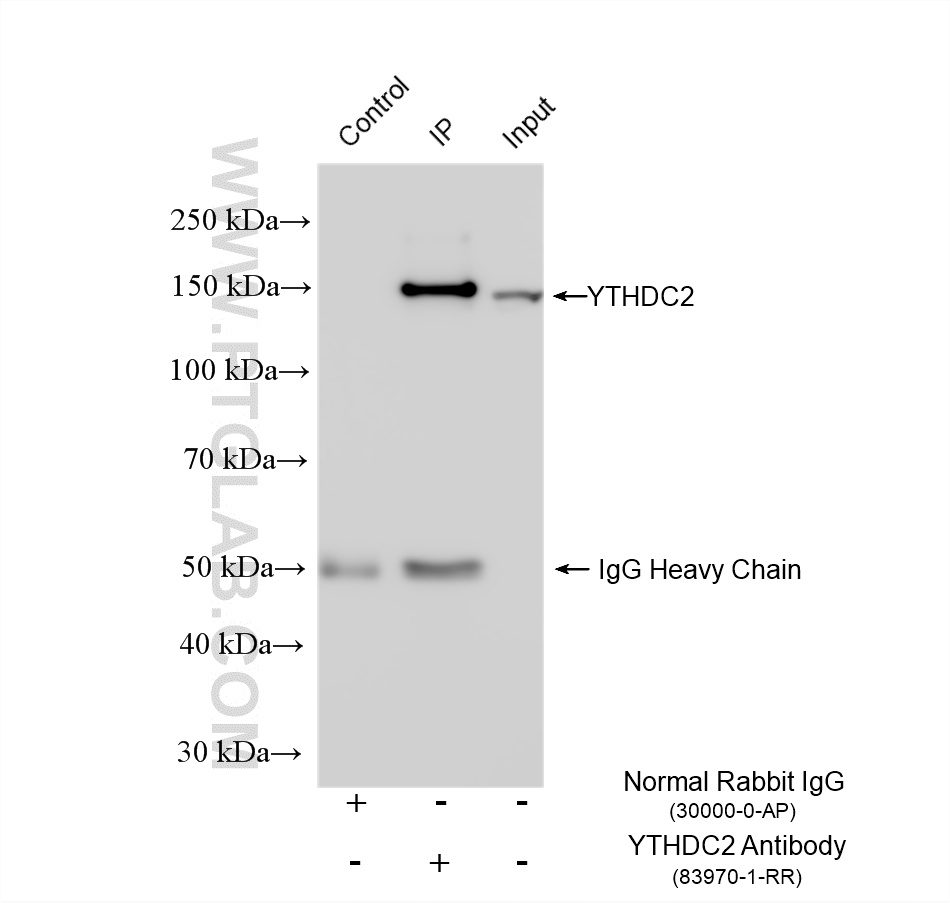 IP experiment of HeLa using 83970-1-RR
