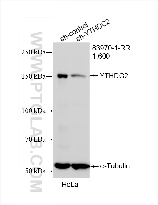 WB analysis of HeLa using 83970-1-RR (same clone as 83970-1-PBS)