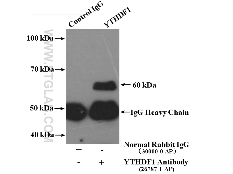 IP experiment of HepG2 using 26787-1-AP