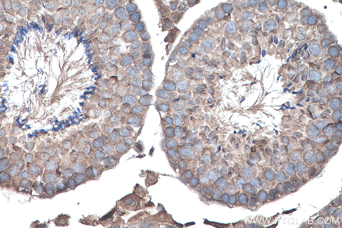 IHC staining of mouse testis using 66745-1-Ig (same clone as 66745-1-PBS)