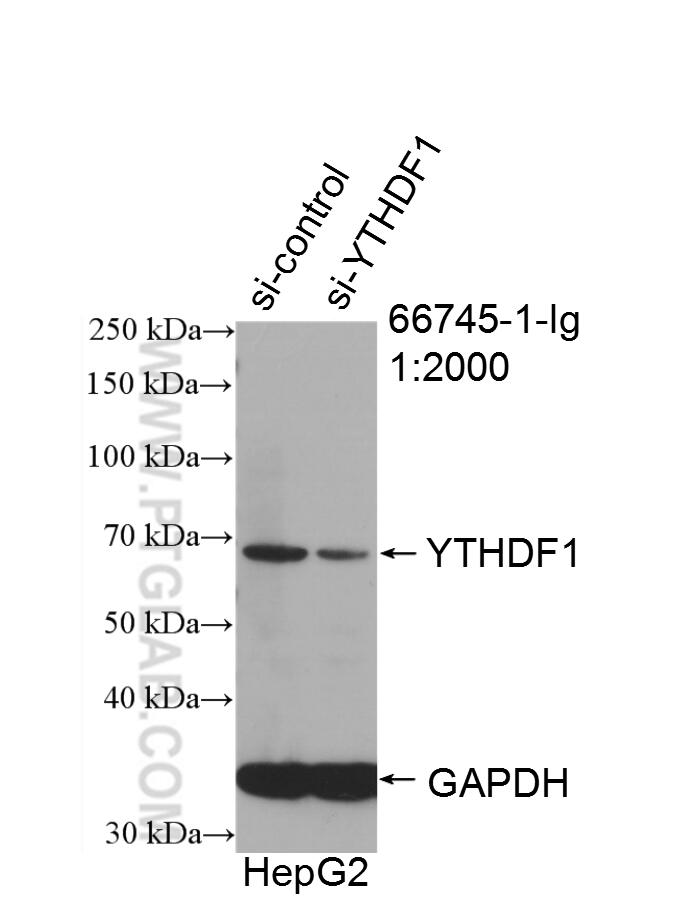 WB analysis of HepG2 using 66745-1-Ig