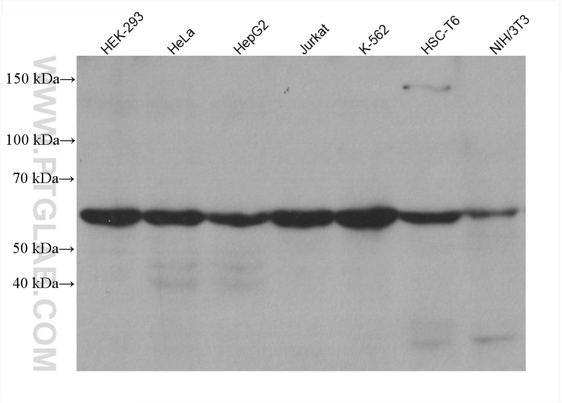 WB analysis using 66745-1-Ig (same clone as 66745-1-PBS)