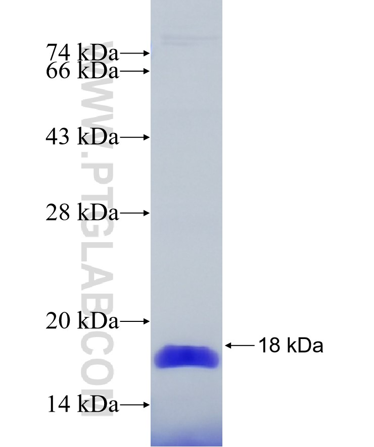 YTHDF1 fusion protein Ag25347 SDS-PAGE