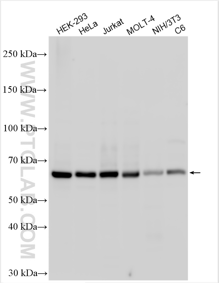 WB analysis using 24744-1-AP