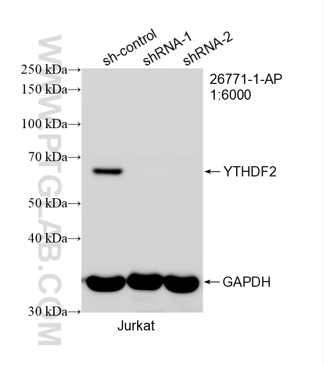 WB analysis of Jurkat using 26771-1-AP WB analysis of Jurkat using 26771-1-AP