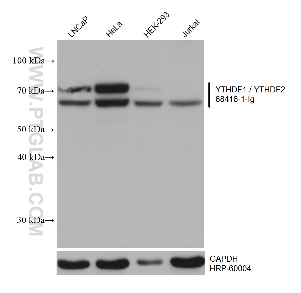 WB analysis using 68416-1-Ig