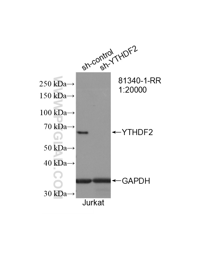 WB analysis of Jurkat using 81340-1-RR (same clone as 81340-1-PBS)