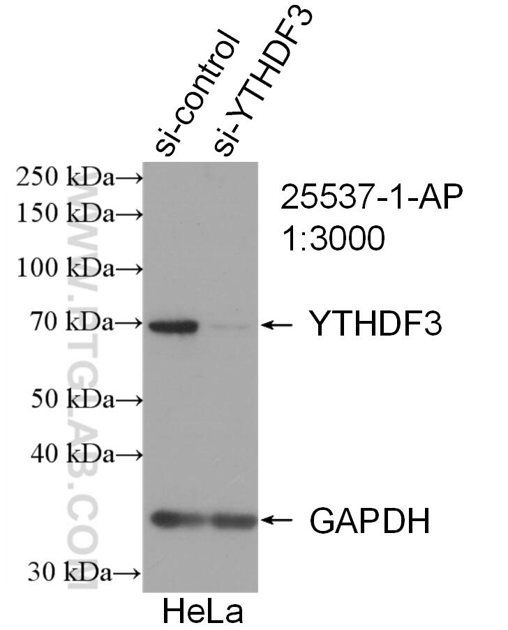 WB analysis of HeLa using 25537-1-AP