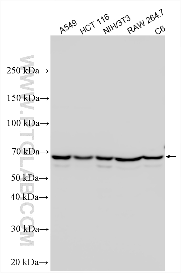WB analysis using 25537-1-AP