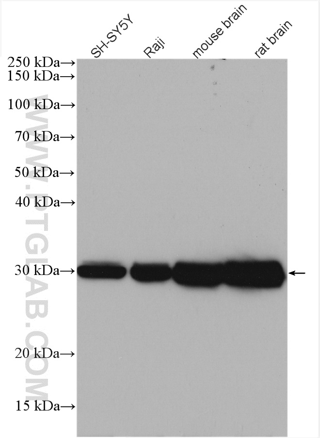 WB analysis using 14881-1-AP