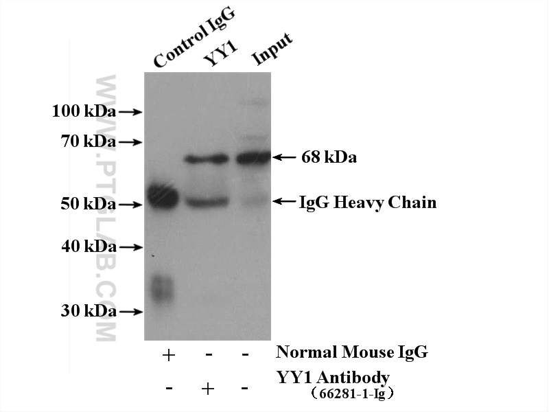 IP experiment of NIH/3T3 using 66281-1-Ig