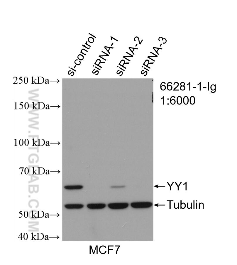 WB analysis of MCF-7 using 66281-1-Ig