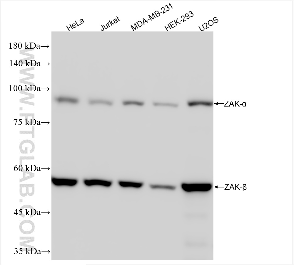 WB analysis using 81161-2-RR (same clone as 81161-2-PBS)
