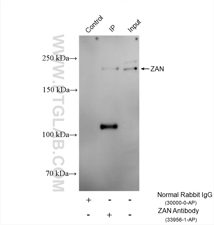 IP experiment of mouse testis using 33956-1-AP
