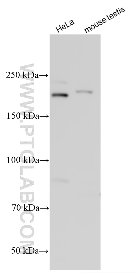 WB analysis using 33956-1-AP