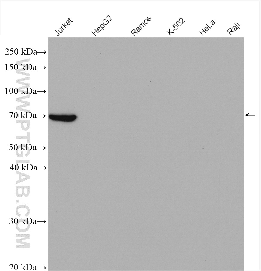 WB analysis using 15592-1-AP