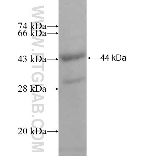 ZAP70 fusion protein Ag12951 SDS-PAGE ZAP70 fusion protein Ag12951 SDS-PAGE