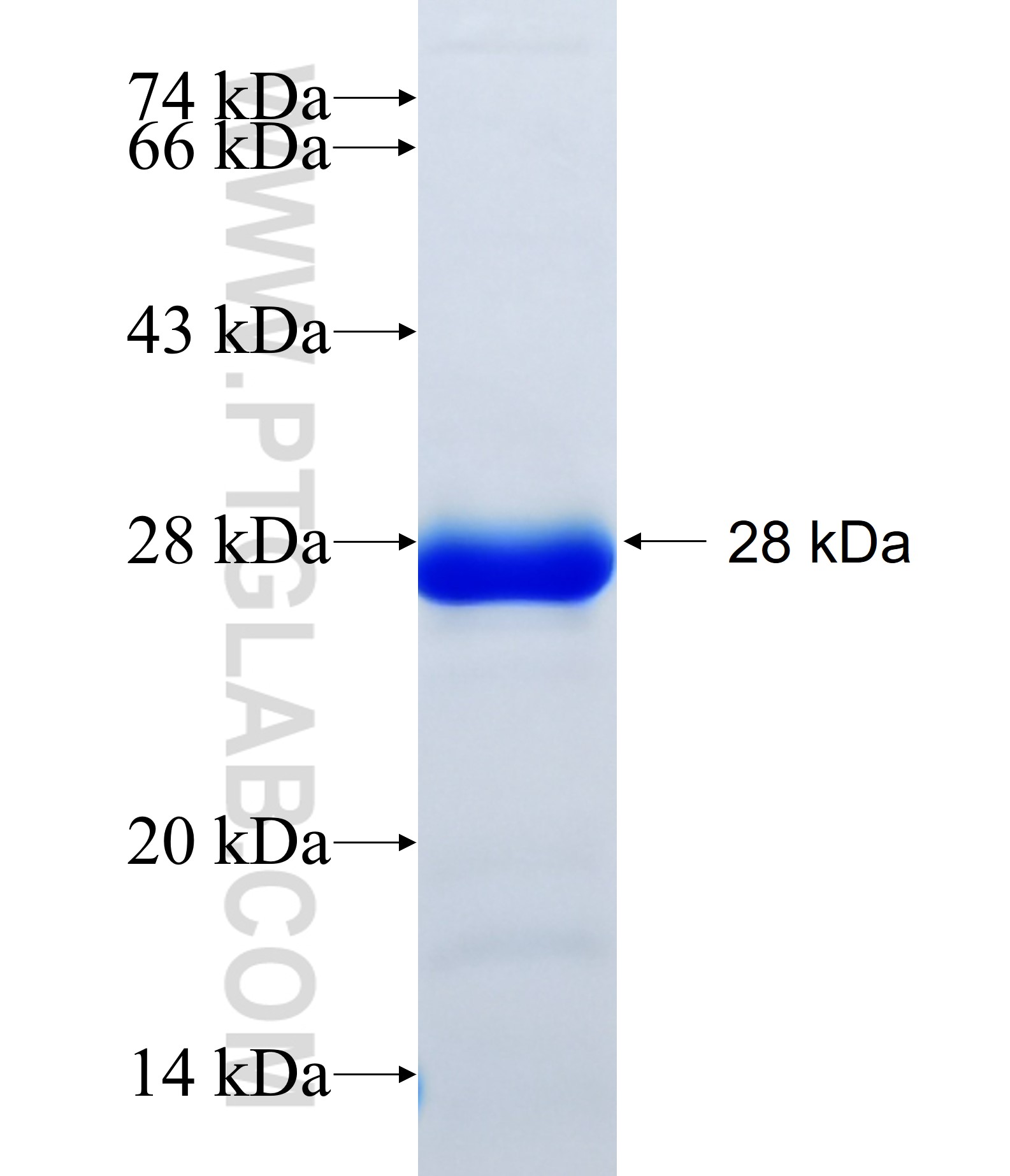 ZAR1 fusion protein Ag34731 SDS-PAGE