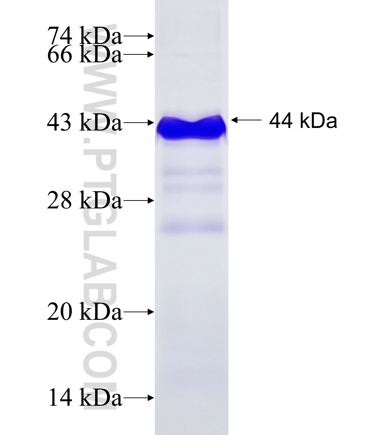 ZBTB17 fusion protein Ag18255 SDS-PAGE