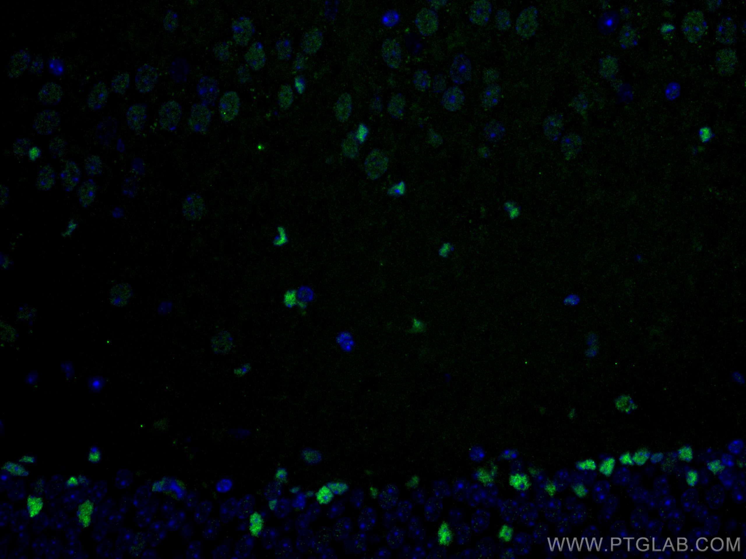 IF Staining of mouse brain using 23987-1-AP