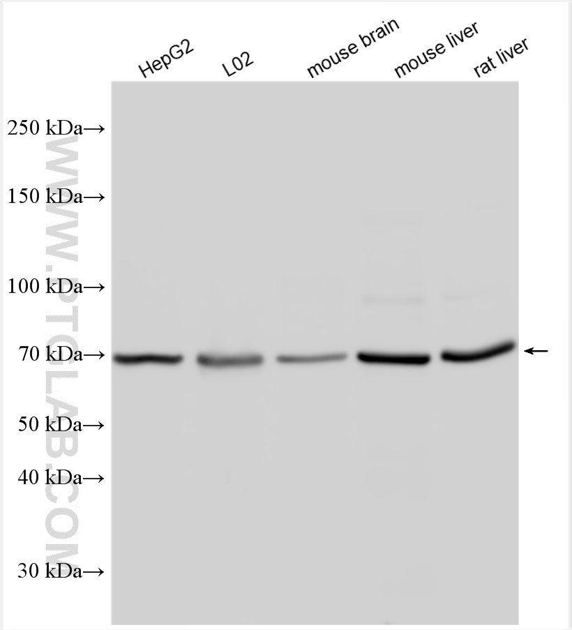 WB analysis using 23987-1-AP