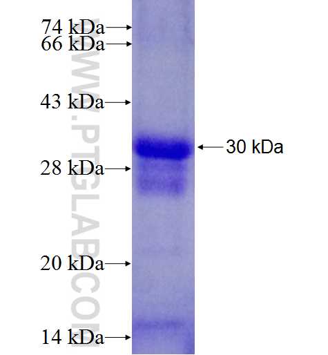 ZBTB24 fusion protein Ag24458 SDS-PAGE