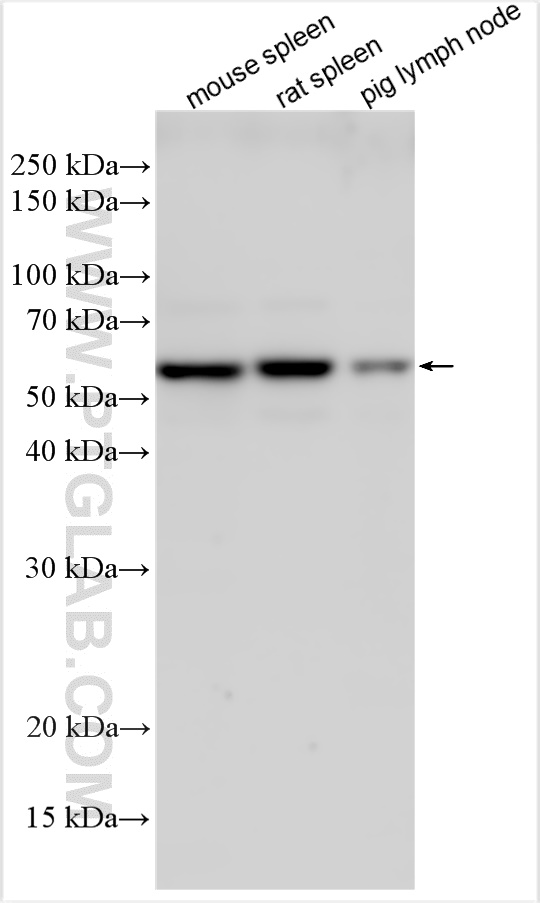 WB analysis using 12516-1-AP