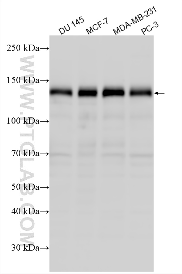 WB analysis using 17611-1-AP