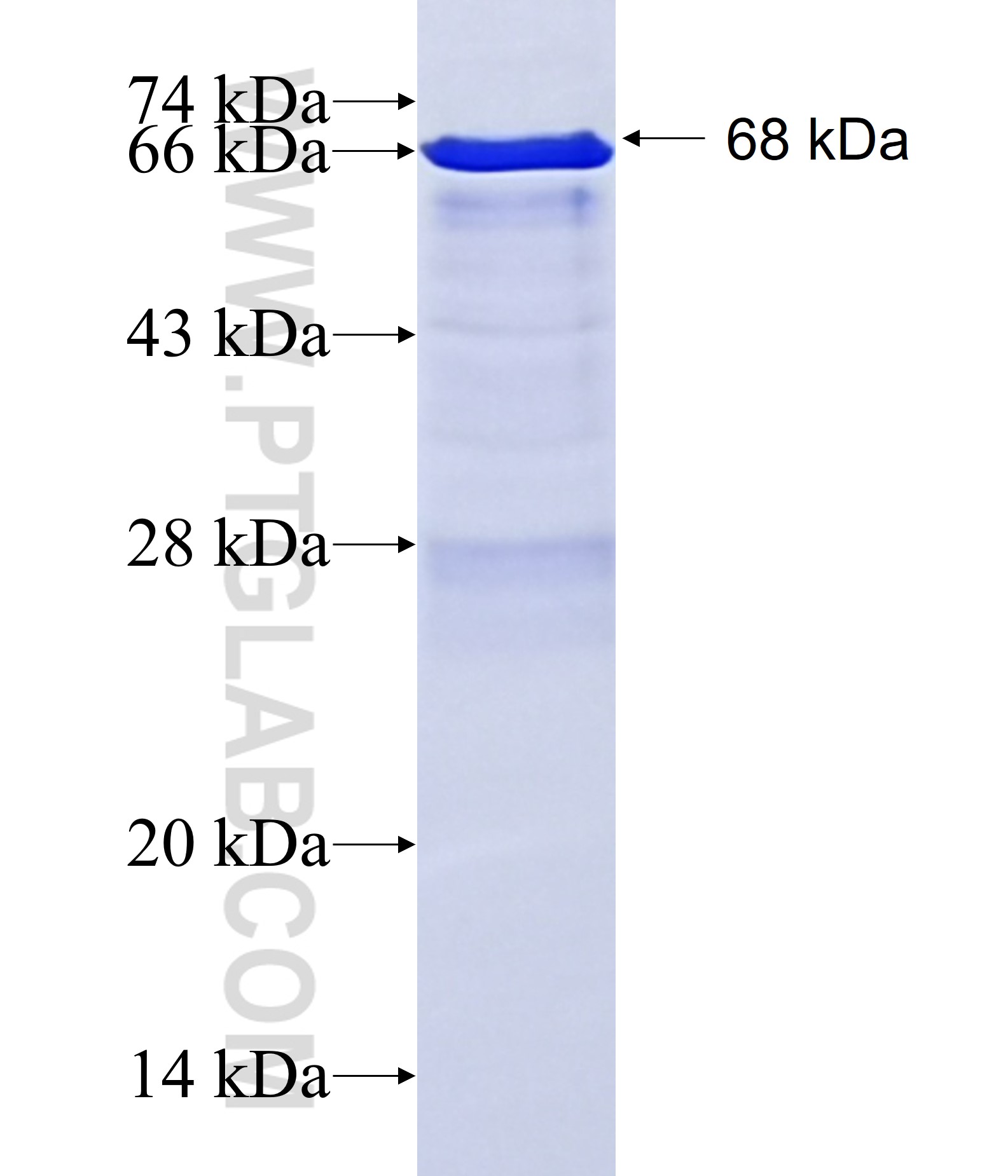 ZBTB4 fusion protein Ag11774 SDS-PAGE