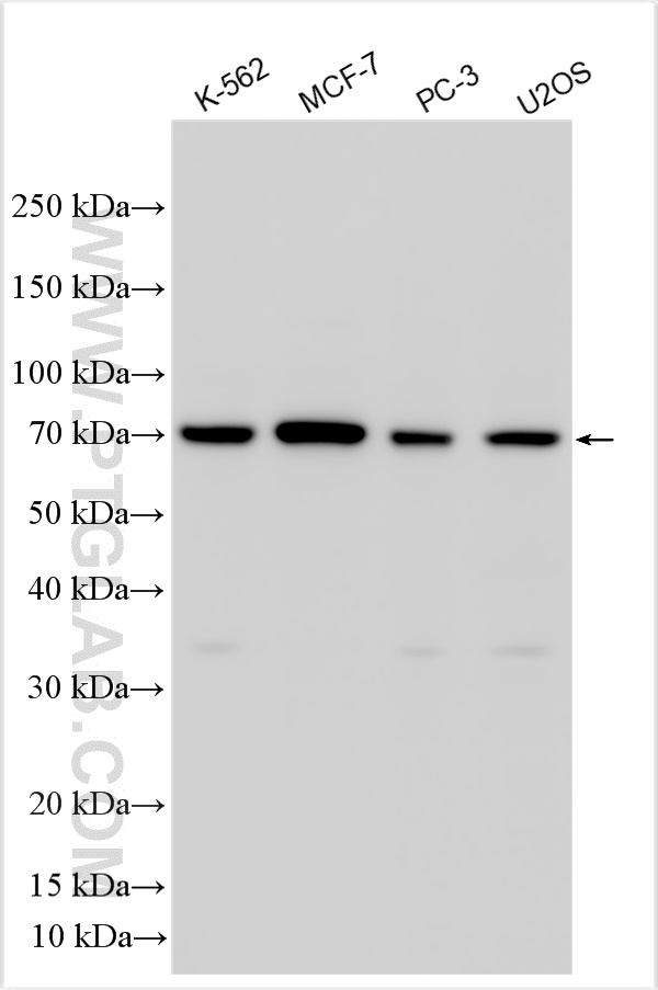 WB analysis using 30658-1-AP