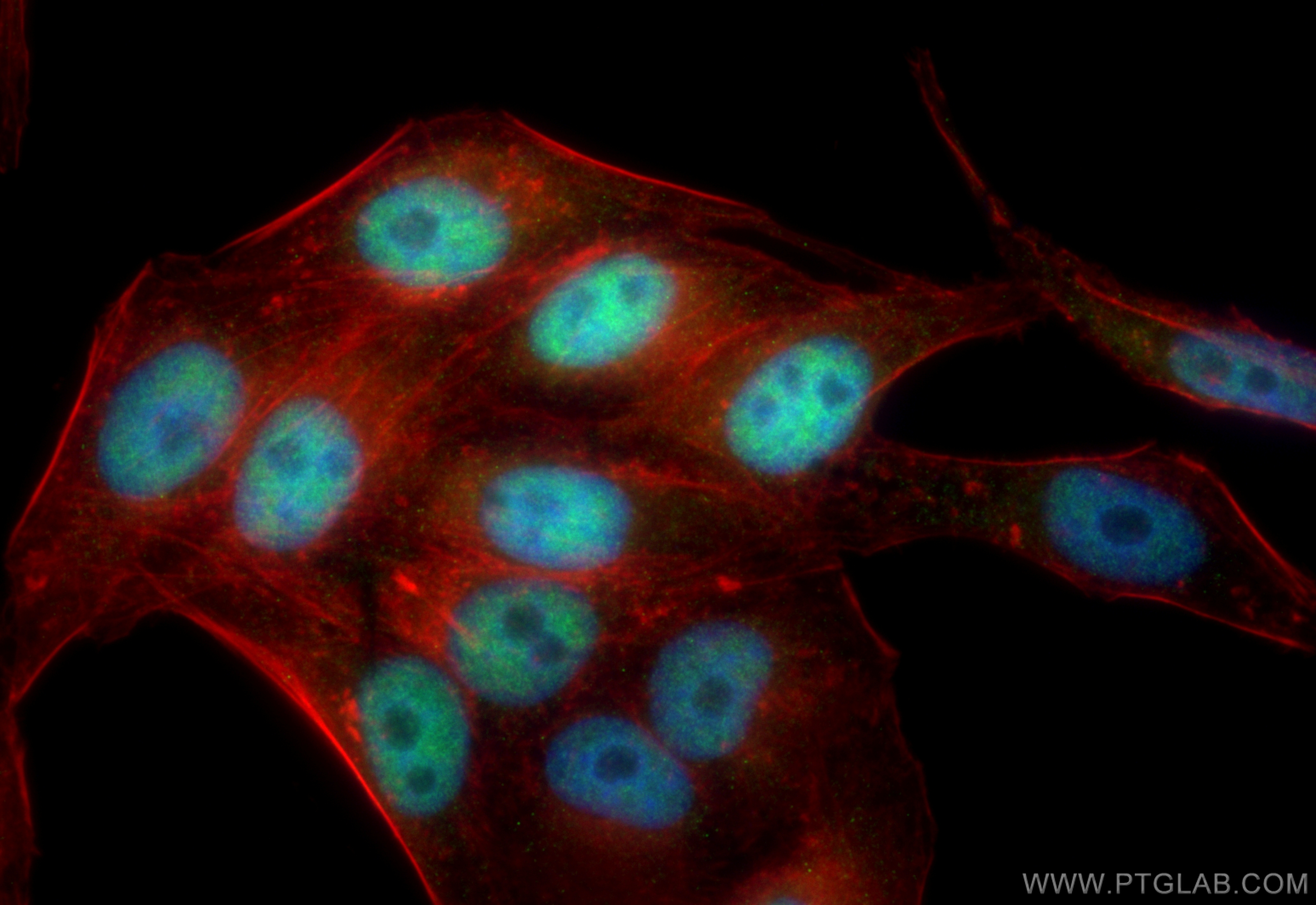 IF Staining of HepG2 using CL488-83616-5