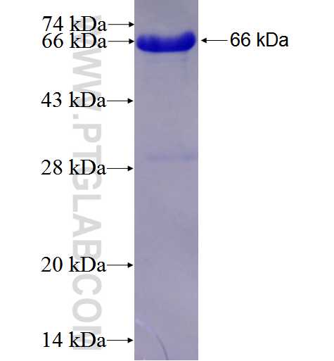 ZBTB7B fusion protein Ag1888 SDS-PAGE
