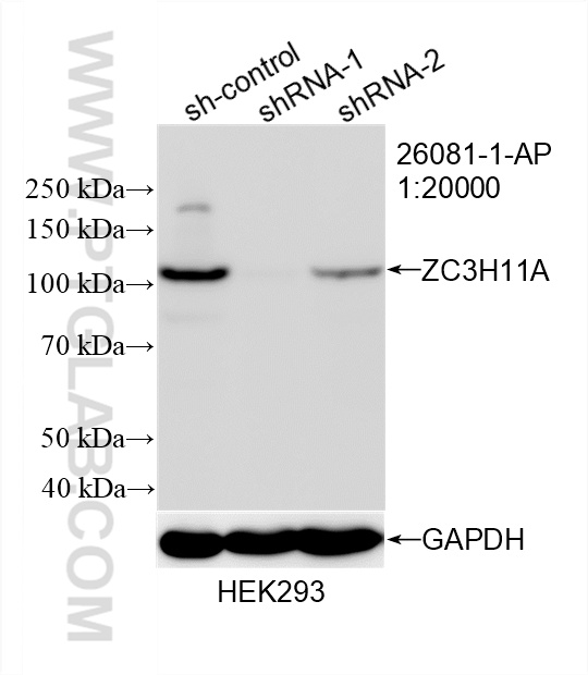 WB analysis of HEK-293 using 26081-1-AP