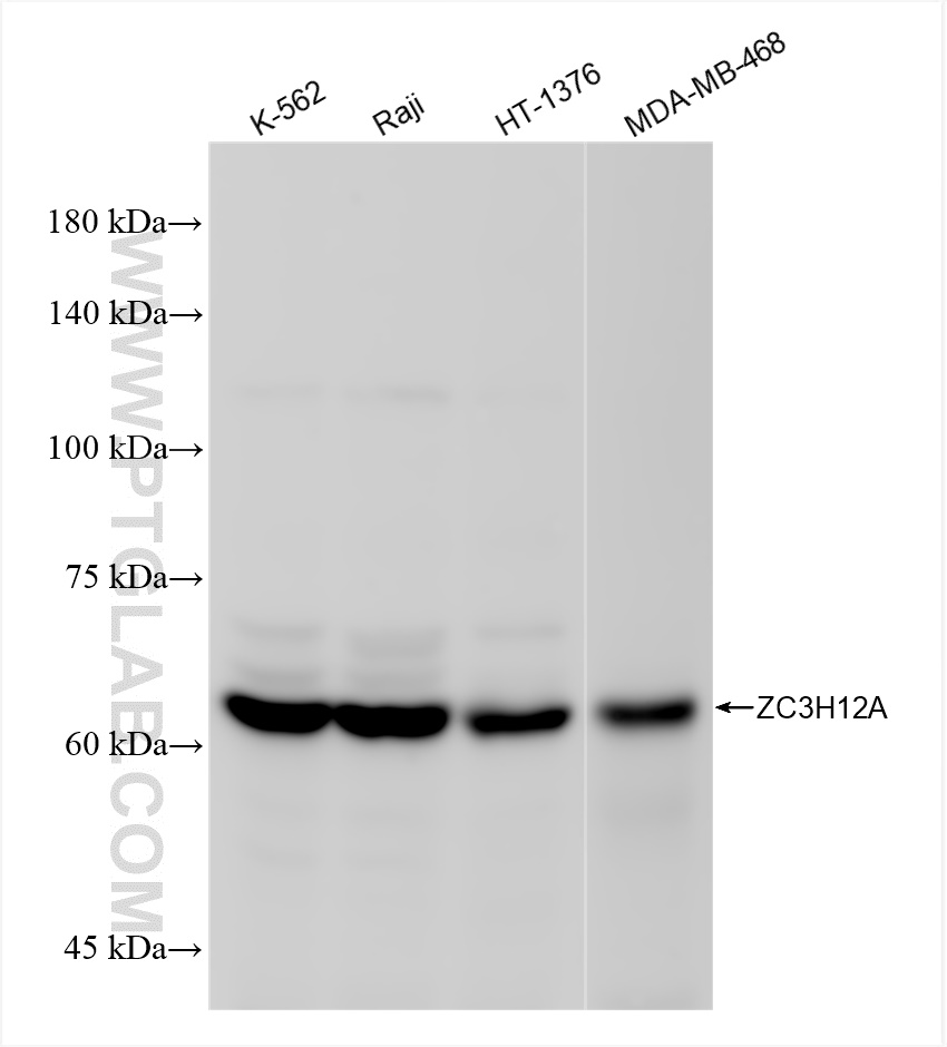 WB analysis using 84521-5-RR