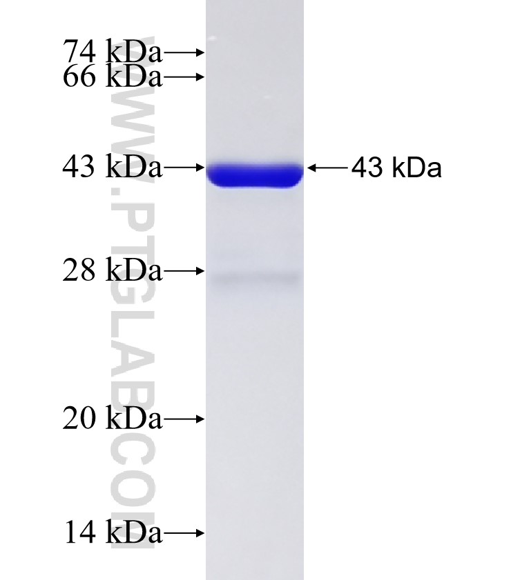 ZC3H12C fusion protein Ag33315 SDS-PAGE ZC3H12C fusion protein Ag33315 SDS-PAGE
