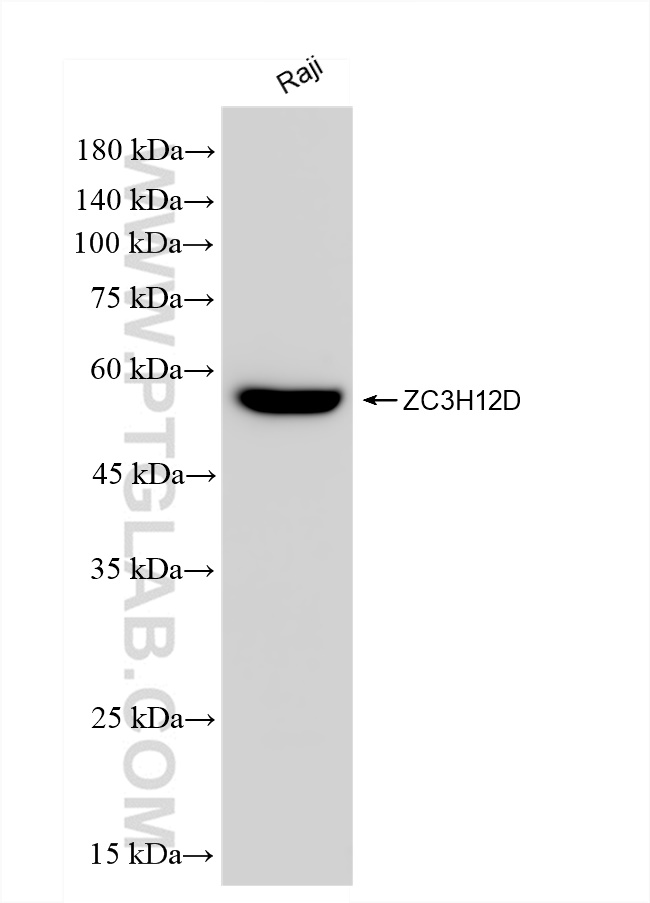 WB analysis of Raji using 83507-2-RR (same clone as 83507-2-PBS)