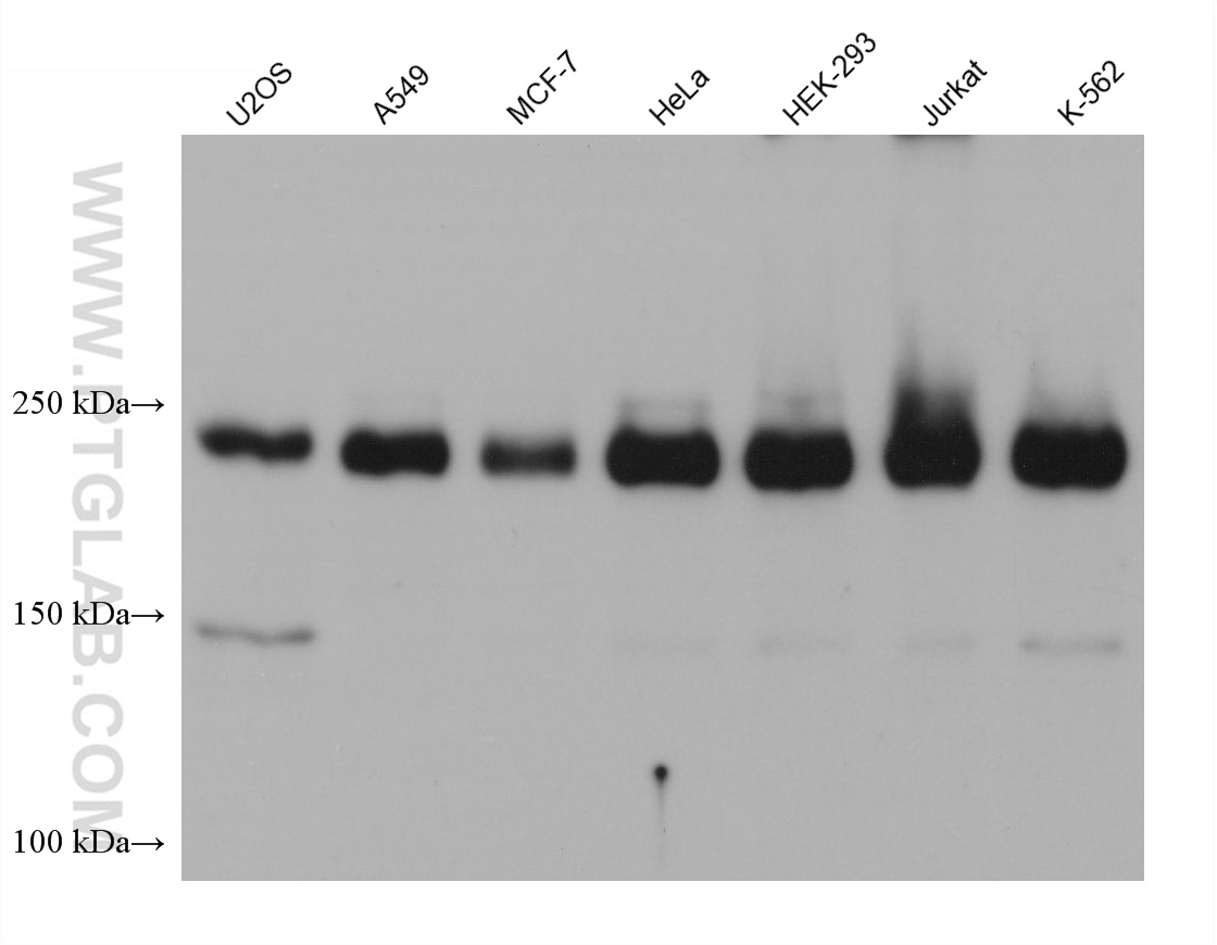 WB analysis using 68526-1-Ig