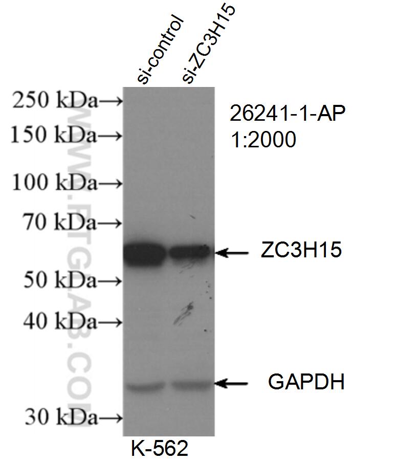 WB analysis of K-562 using 26241-1-AP